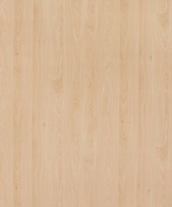 Mangfall Beech