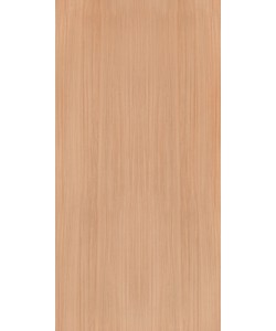 European White Elm