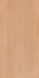 European White Elm